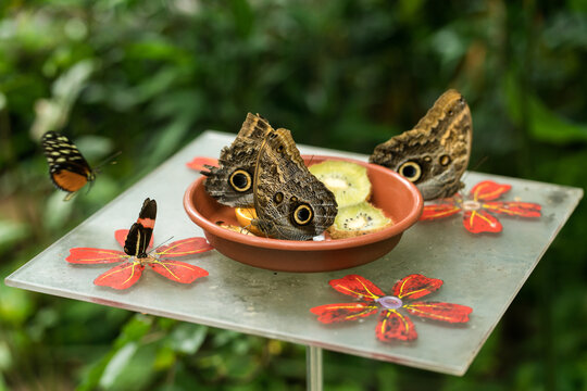 Brown butterflies at a feeding station. Colorful contrast between fruits and green background. - Powered by Adobe