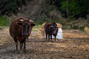 Fototapeta premium 放牧された牛たち