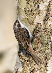 Obraz premium Tree Creeper on the hunt