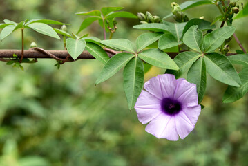 Coast morning glory or Ipomoea cairica