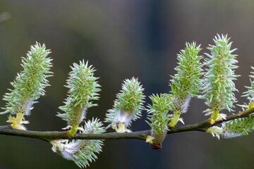 beautiful flowers of a Glaucous willow on a branch