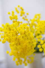 Gelbe Mimosen - Nahaufnahme, Close up.