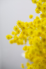 Gelbe Mimosen - Nahaufnahme, Close up.
