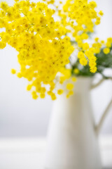 Gelbe Mimosen in einem weißen Krug aus Emaille - Nahaufnahme, Close up.