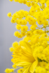 Gelbe Mimosen mit Narzisse - Nahaufnahme, Close up.