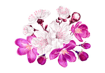 Botanical flower arrangement spring plants. Pink and white flowers on the branches of the first flowering trees in spring. Apricot, apple, cherry or cherry blossoms. Detailed hand drawn illustration