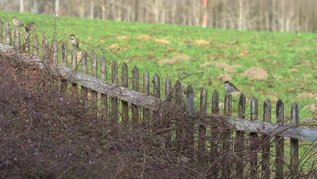 Sperlinge auf einem Zaun im Fr&uuml;hling