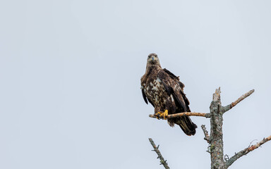 American bald eagle perched hunting