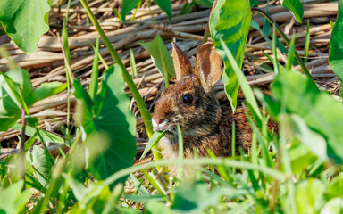 Naklejka na ściany i meble Rabbit hare eating grass hiding