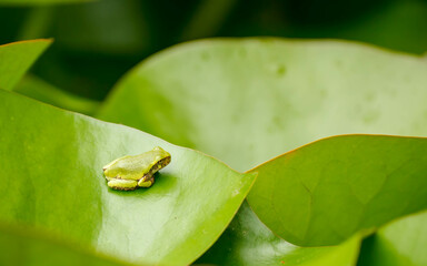 Baby tree frog on lily pad i n pond