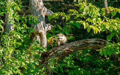 cute raccoon resting on tree branch