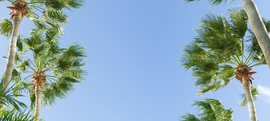 Palm trees against blue sky banner, Summer beach background panorama, tropical travel background
