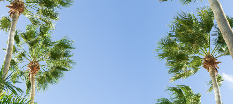 Palm trees against blue sky banner, Summer beach background panorama, tropical travel background