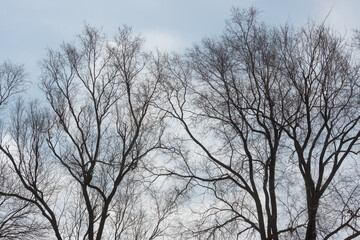 Fototapeta na wymiar trees in the city