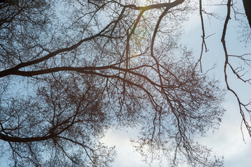 glancing up at trees with solar flare