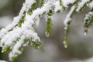 Pine twig with a drop of melted snow.
