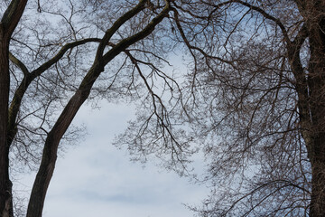 city trees in winter