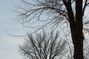 urban trees in silhouette, wintertime