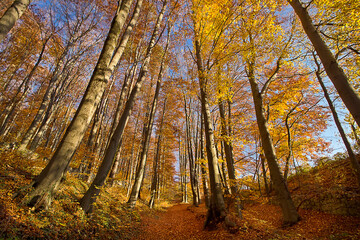 Obraz premium an autumn landscape. View of an autumn forest with yellow leaves