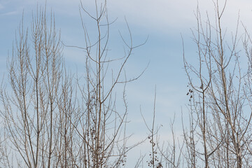 Fototapeta na wymiar bare trees on a cloudy blue sky in winter