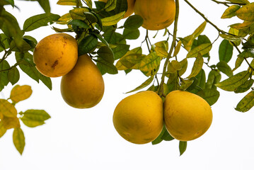 The grapefruit tree is full of ripe fruits grapefruit