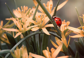ladybug crawling on the grass