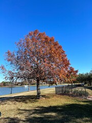 autumn trees in the park