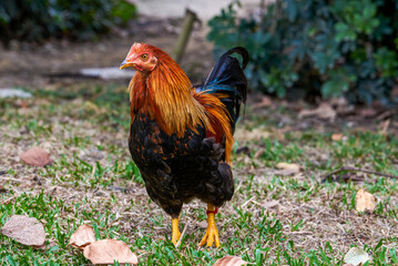 Close-up of big rooster free range in rural area