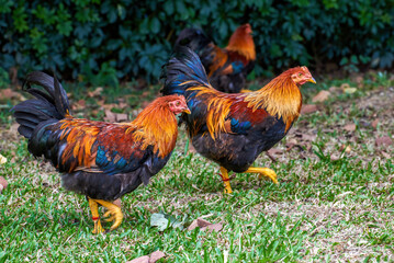 Close-up of big rooster free range in rural area