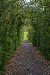 Buxus sempevirens, Buis,  Les jardins suspendus, chateau de Marqueyssac, 24, Dordogne, France