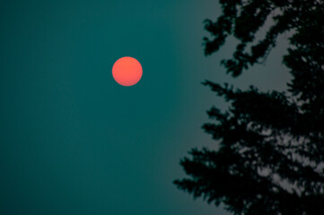 An artistic abstract sunset with a spruce tree in the foreground and a turquoise sky