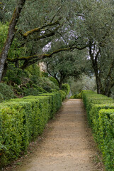 Buxus sempevirens, Buis,  Les jardins suspendus, chateau de Marqueyssac, 24, Dordogne, France