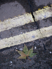 Mapple leaf on the tarmac and yellow line - London - UK