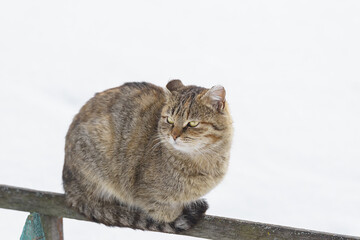 Cat outdoors in snowy winter. Cat siting in snow near fir tree.. - 759831493