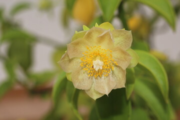 Ora pro nobis close up flower 