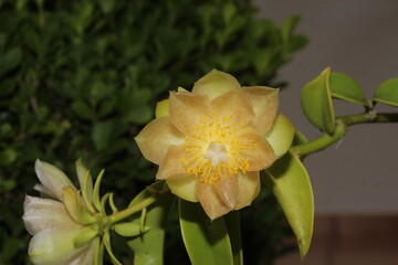 Ora pro nobis close up flower 