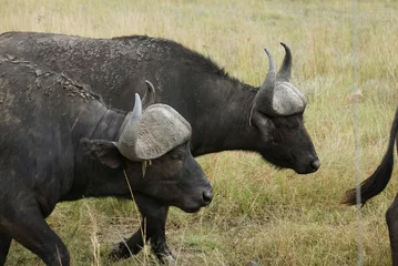 Fototapeten cape buffalo in the savannah © Trang