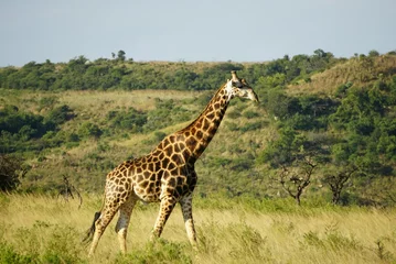 Tapeten giraffe in the savannah © Trang