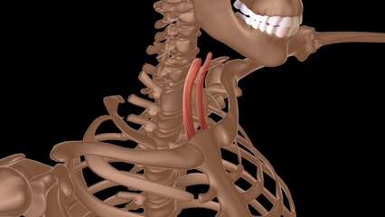 human female muscle anatomy for medical concept 3d rendering