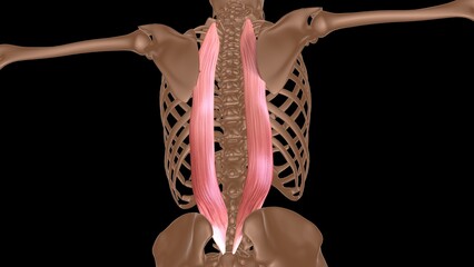 human female muscle anatomy for medical concept 3d rendering - obrazy, fototapety, plakaty