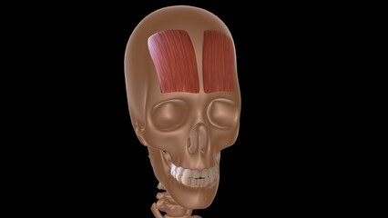 human female muscle anatomy for medical concept 3d rendering