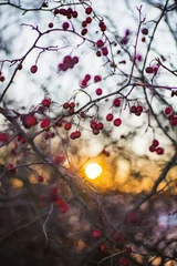 Foto auf Acrylglas autumn in the forest © Trang