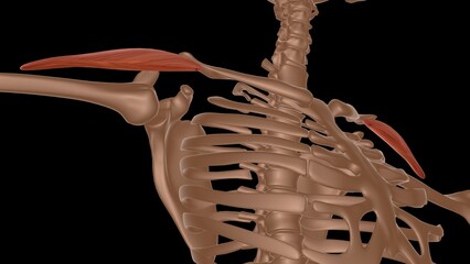 human female muscle anatomy for medical concept 3d rendering