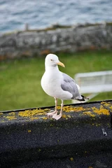 Fototapeten seagull on the beach © Trang
