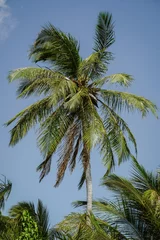 Crédence de cuisine en verre imprimé Doodle palm trees against blue sky