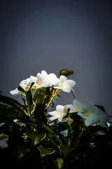 Papier Peint photo autocollant Sirène white flowers