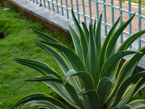close up of agave lurida plants in a garden in the morning