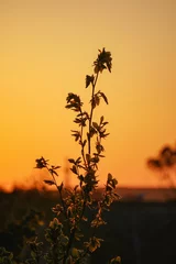 Gardinen sunset in the mountains © Trang