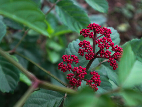 Mali-mali Puchok Merah or leea rubra plant with round and red flowers which will later develop into fruit