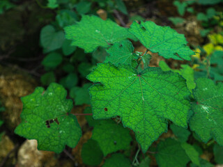 Urena lobata, commonly known as Caesarweed or Congo jute, is a tender perennial, variable, erect, ascendant shrub or subshrub measuring up to 0.5 meters to 2.5 meters tall.